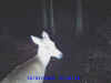 deer_001.JPG (67716 bytes)